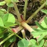 Geranium dissectum 其他