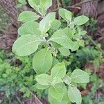 Salix caprea Leaf