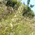 Koeleria macrantha Kvet
