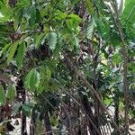 Coffea canephora List