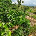 Ipomoea spathulata Plante entière