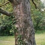 Torreya californica Casca