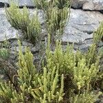 Arthrocnemum macrostachyum Likasa