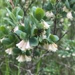 Symphoricarpos rotundifolius Flor