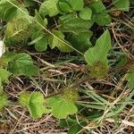 Passiflora ciliata Habit