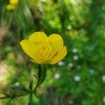 Ranunculus acrisFlower