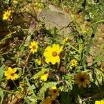 Bidens bipinnata फूल