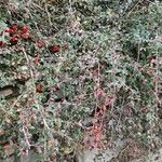 Cotoneaster dammeri आदत