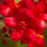 Jatropha integerrima Other