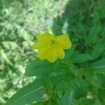 Oenothera parvifloraŽiedas