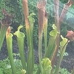 Sarracenia × farnhamiiΦύλλο