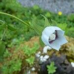 Codonopsis clematidea Flower