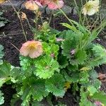 Geum coccineum Blomst