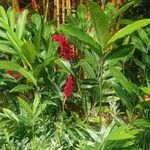 Alpinia purpurata Flower