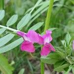 Vicia sativa Floare