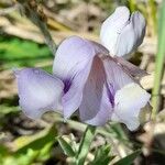 Lathyrus pubescens Flors