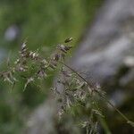 Poa alpina Blomma