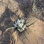 Colchicum androcymbioides Fiore