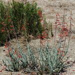 Penstemon centranthifolius Habit