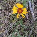 Gaillardia pinnatifida Flower