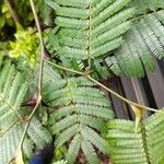 Vachellia collinsii Blatt