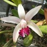 Spathoglottis unguiculata Квітка