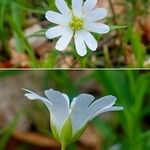 Stellaria holostea Flower