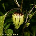 Physalis ixocarpa Плод