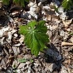 Podophyllum peltatum Lapas