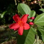 Jatropha integerrima Flor