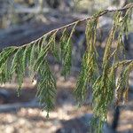 Juniperus flaccida Deilen