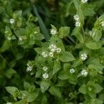 Stellaria media Blomma