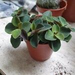 Peperomia verticillata Feuille