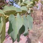 Bauhinia purpurea Лист