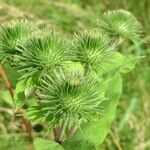 Arctium lappa Плід