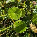 Hydrocotyle vulgaris Leaf