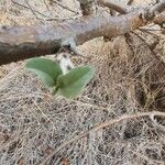 Sesamothamnus rivae Leaf