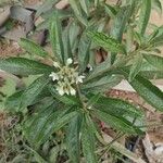 Solanum umbellatum Leaf