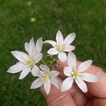 Ornithogalum umbellatumFlower