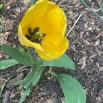 Tulipa gesneriana Žiedas