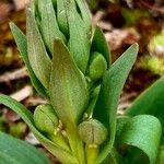 Dactylorhiza viridis Floare
