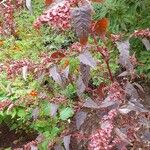 Atriplex hortensis Fruto