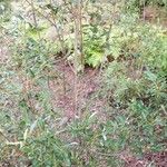 Eucryphia lucida Hábito