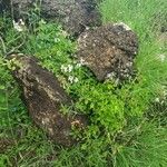 Pelargonium multibracteatum Elinympäristö