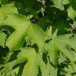 Liquidambar formosana Φύλλο