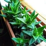 Aloe perfoliata叶