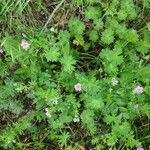 Geranium pusillumŽiedas