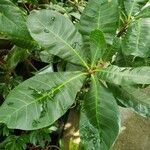 Anacardium occidentale पत्ता