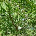 × Chitalpa tashkentensis Costuma