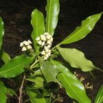 Mespilodaphne veraguensis Celota